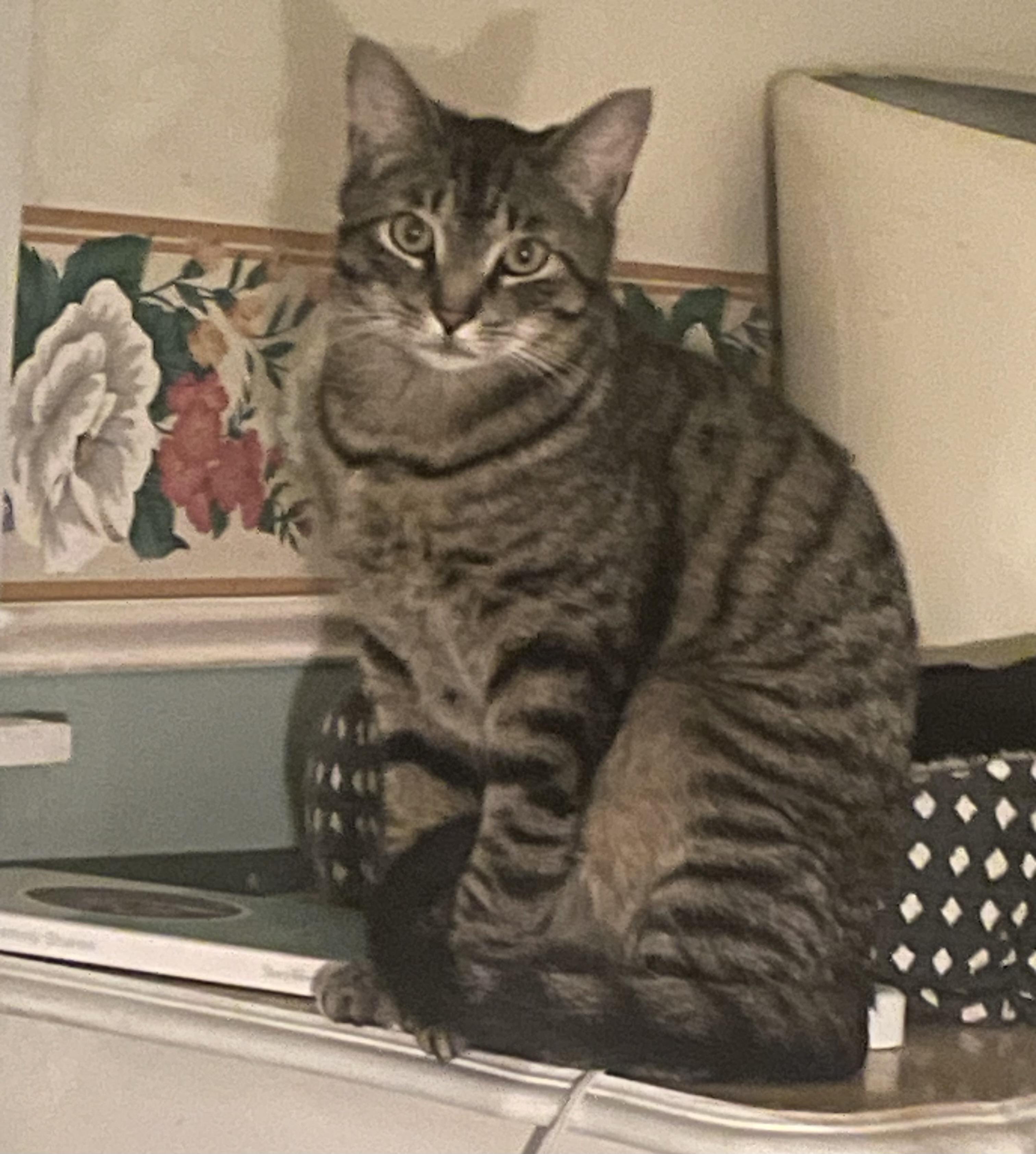 Travis, ADOPTABLE, Young Male Domestic Short Hair.