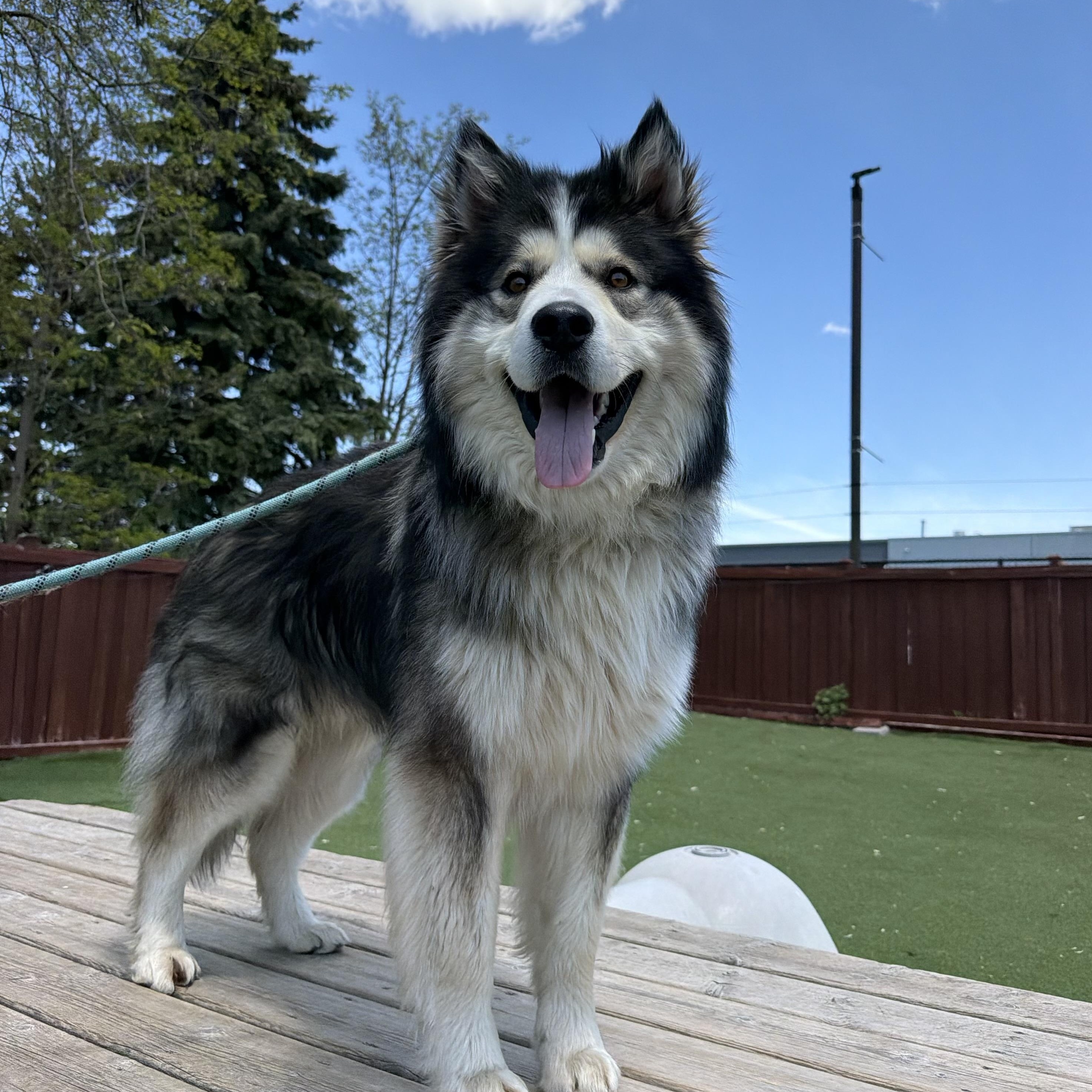 Enlarge Timber, an adopted mixed breed in Mississauga , ON image 1/6