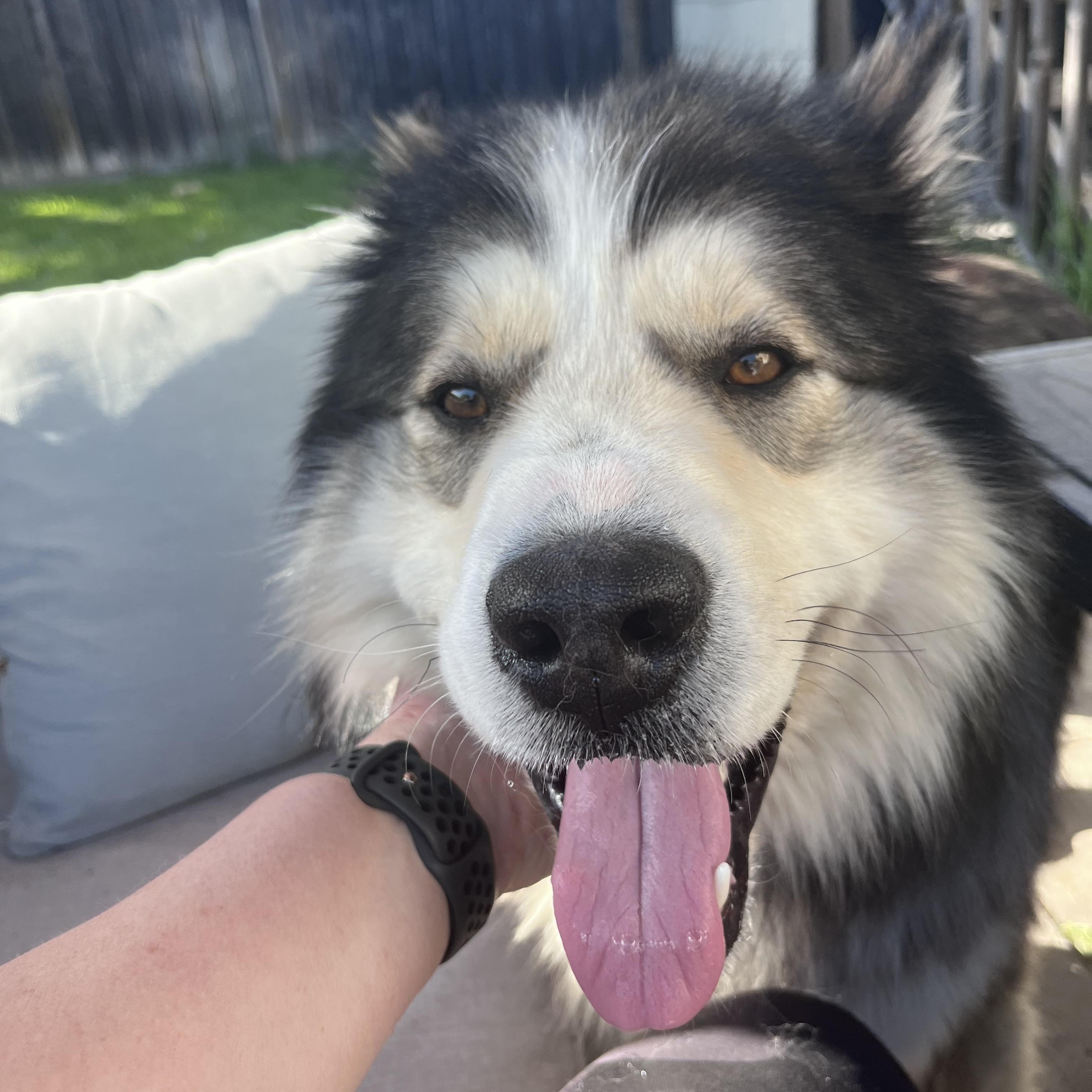 Enlarge Timber, an adopted mixed breed in Mississauga , ON image 2/6