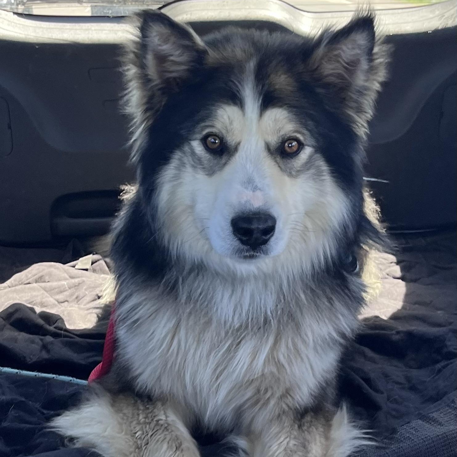Enlarge Timber, an adopted mixed breed in Mississauga , ON image 5/6
