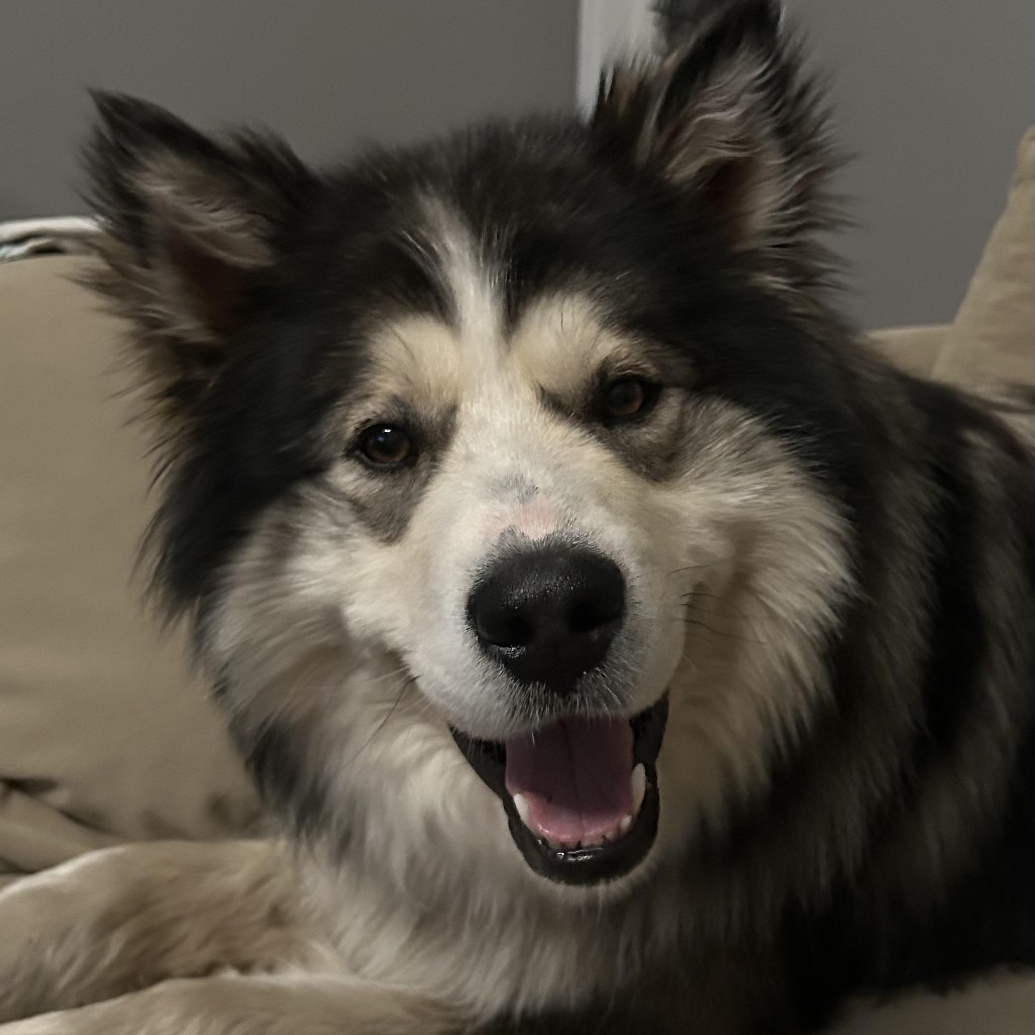 Enlarge Timber, an adopted mixed breed in Mississauga , ON image 4/6