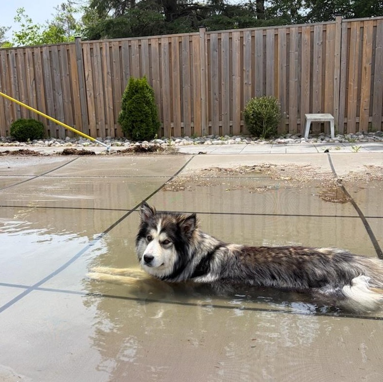 Enlarge Timber, an adopted mixed breed in Mississauga , ON image 3/6