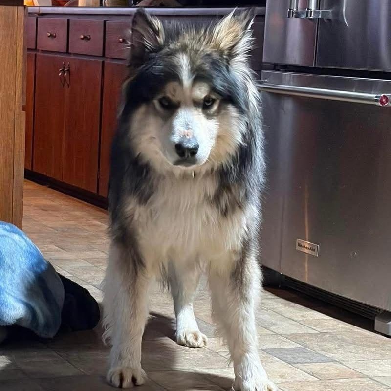 Enlarge Timber, an adopted mixed breed in Mississauga , ON image 6/6