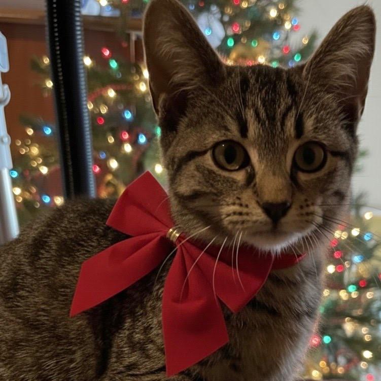 Lizzy, Adoptable, Young Female American Shorthair.