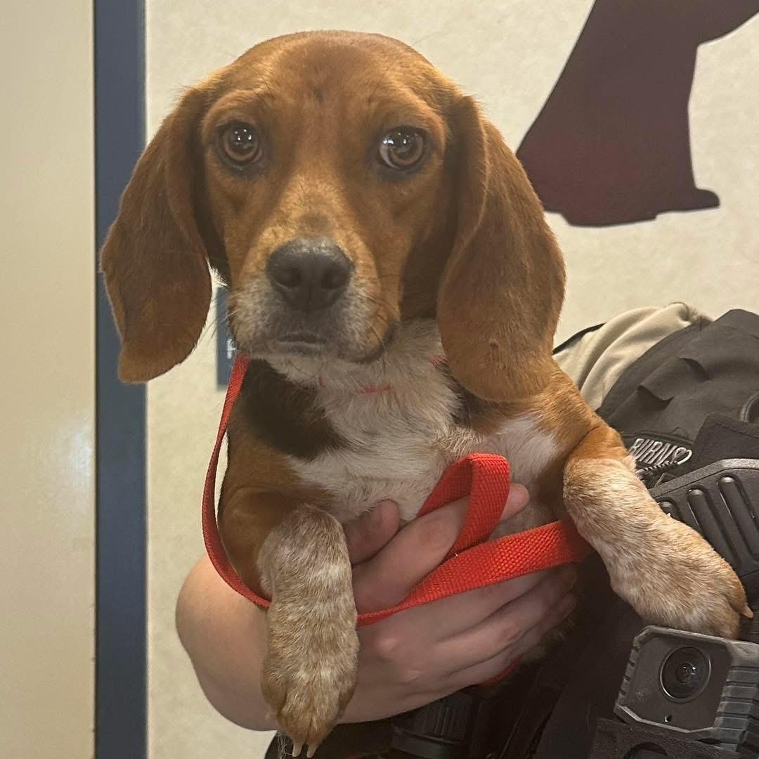 Madison, ADOPTABLE, Adult Female Beagle.
