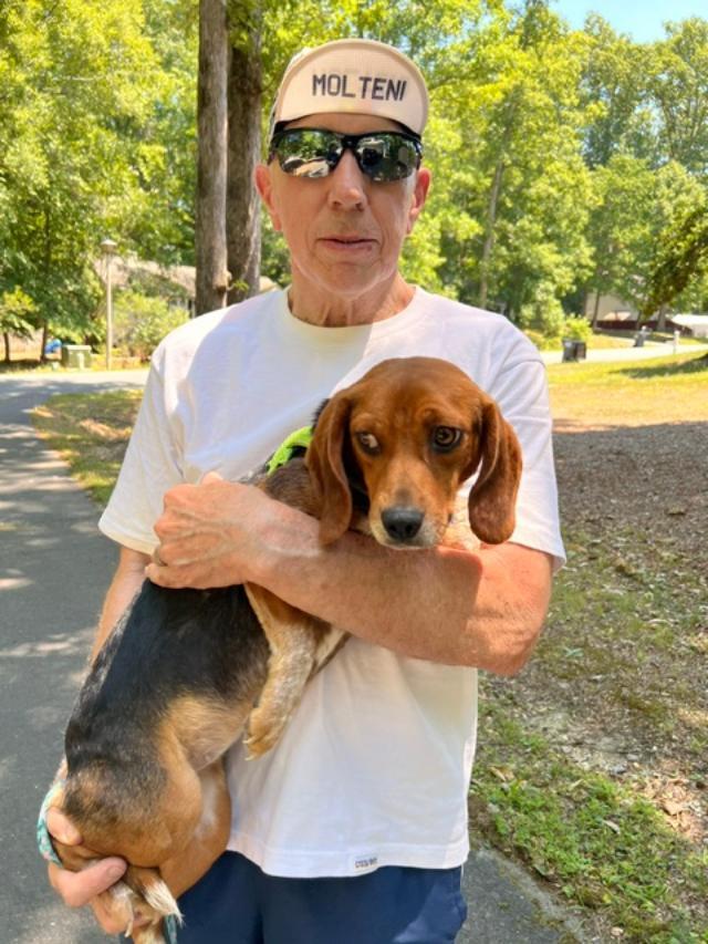 Madison, a ADOPTABLE Beagle in Williamsburg, VA image 3/4