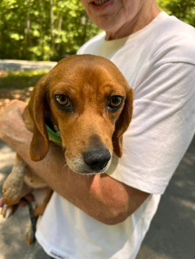 Madison, a ADOPTABLE Beagle in Williamsburg, VA image 2/4