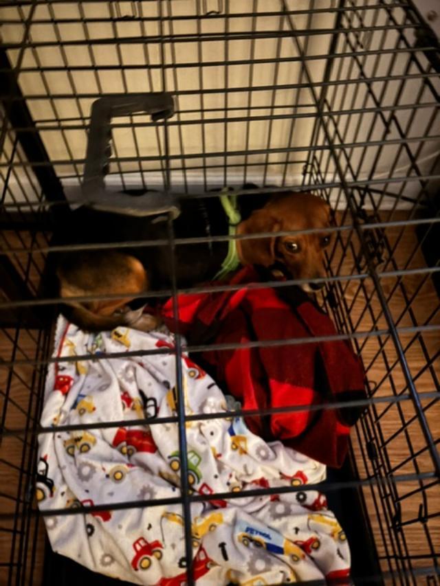 Madison, a ADOPTABLE Beagle in Williamsburg, VA image 4/4