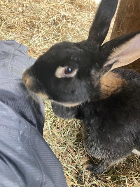 Roxanne, Adoptable, Adult Female American.
