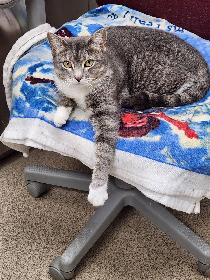 Enlarge Baylee, a Adoptable Domestic Short Hair in Warwick, RI image 1/1