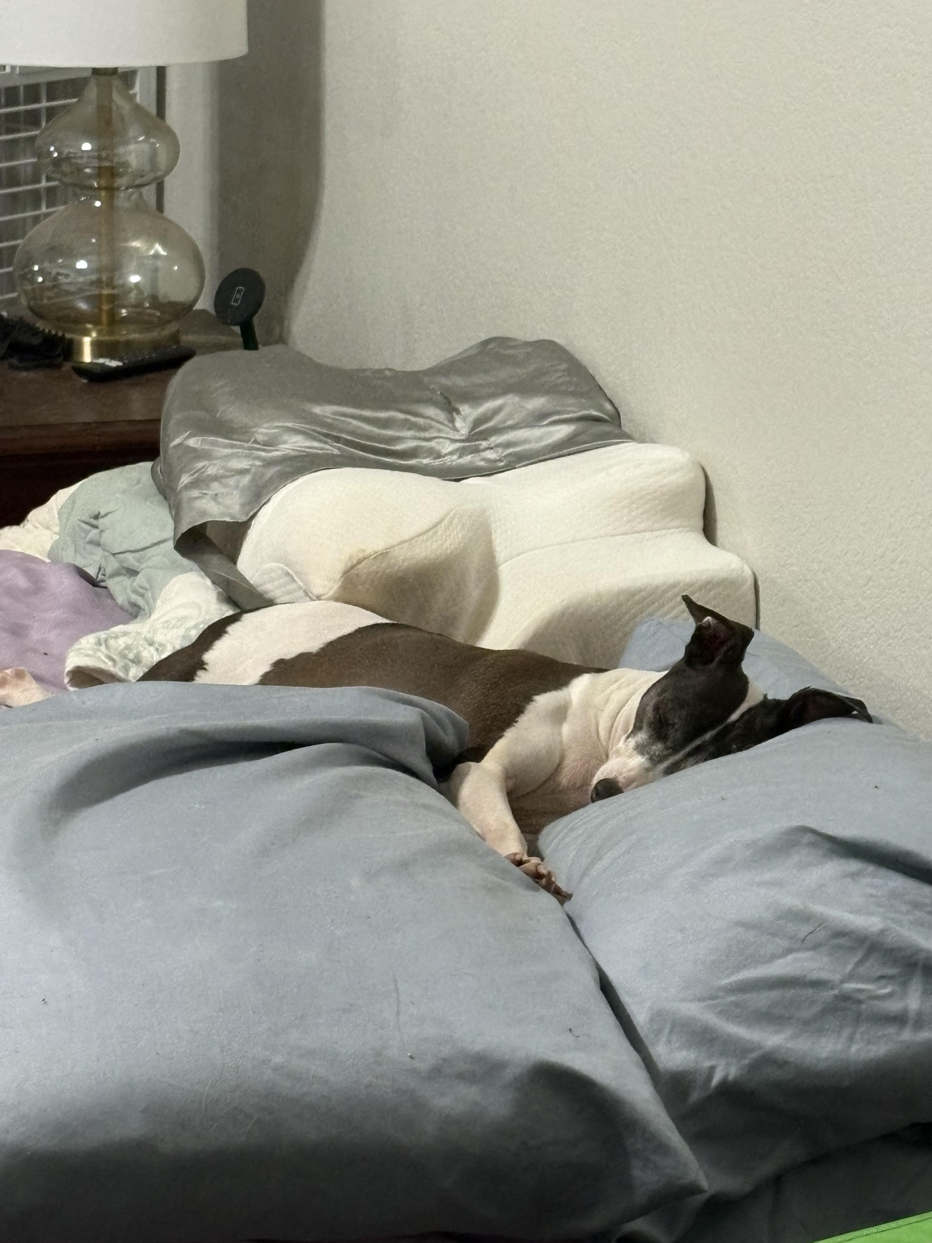 Enlarge Max, a ADOPTABLE Italian Greyhound in Athens, TX image 4/5