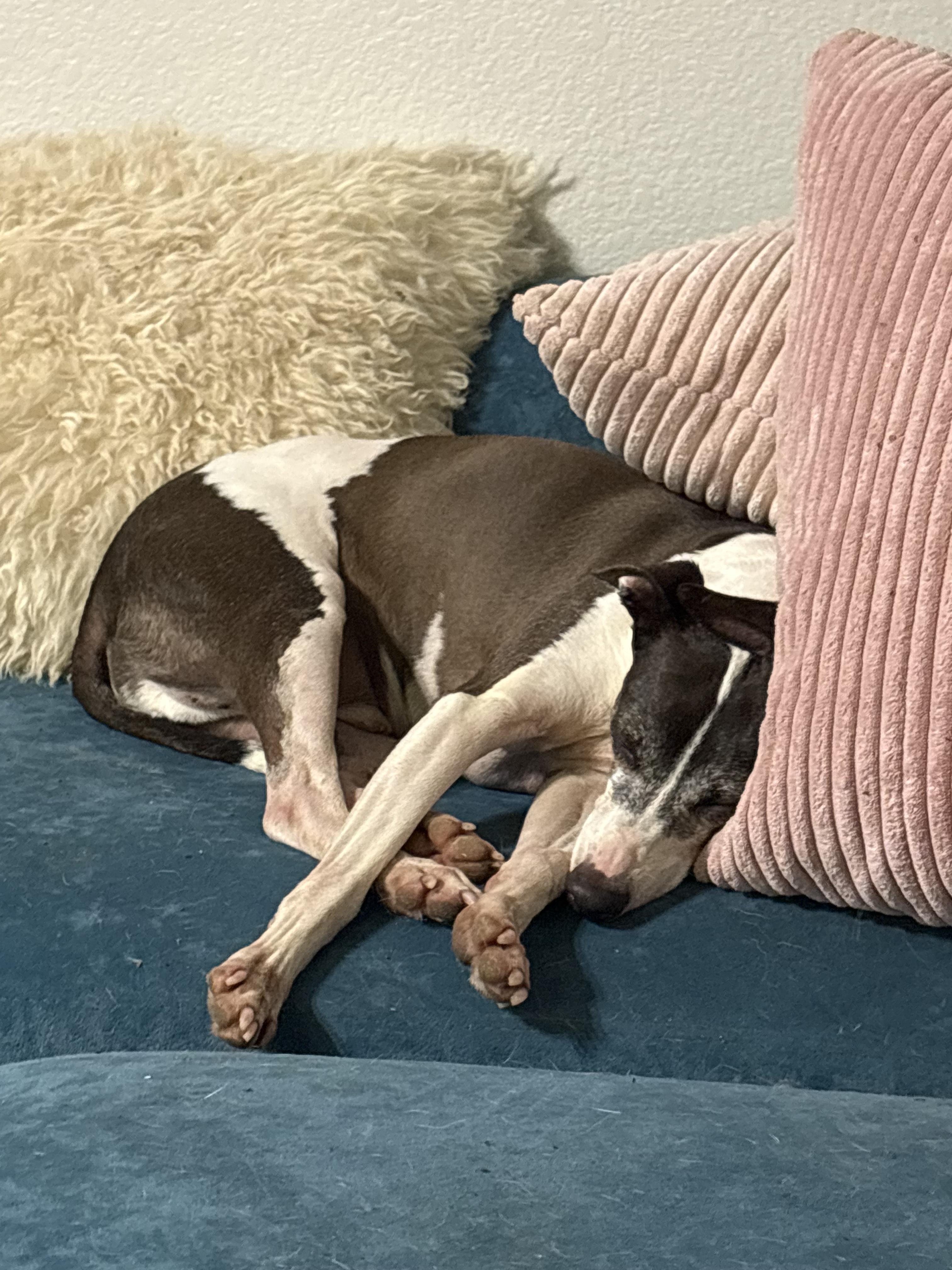 Enlarge Max, a ADOPTABLE Italian Greyhound in Athens, TX image 2/5