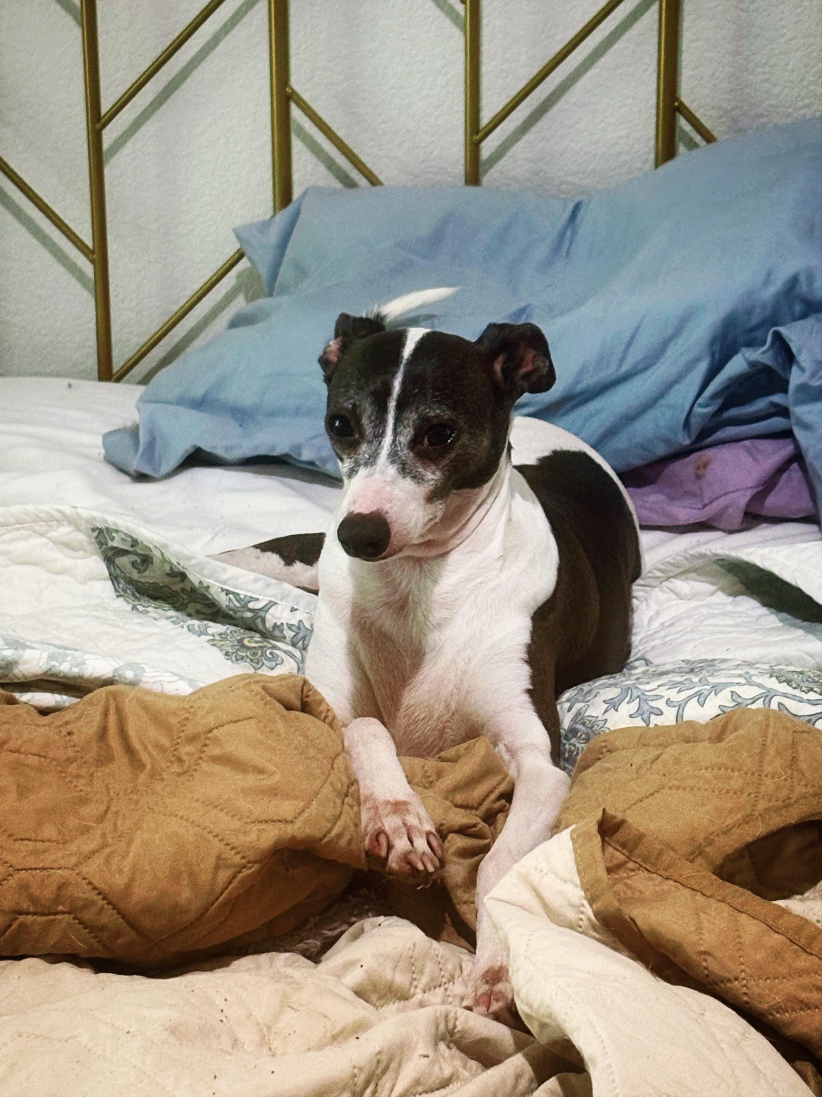 Enlarge Max, a ADOPTABLE Italian Greyhound in Athens, TX image 5/5