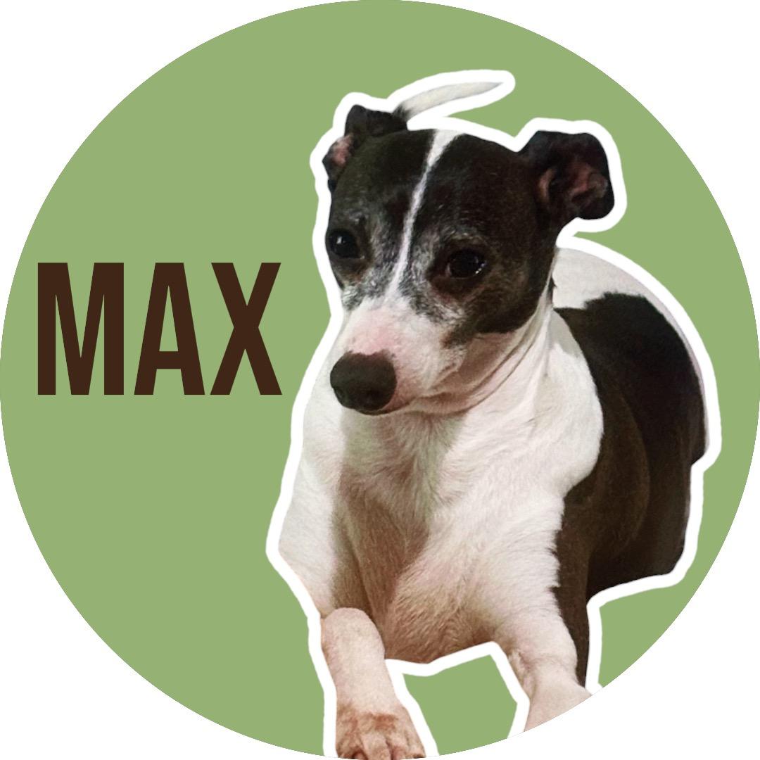 Enlarge Max, a ADOPTABLE Italian Greyhound in Athens, TX image 1/5