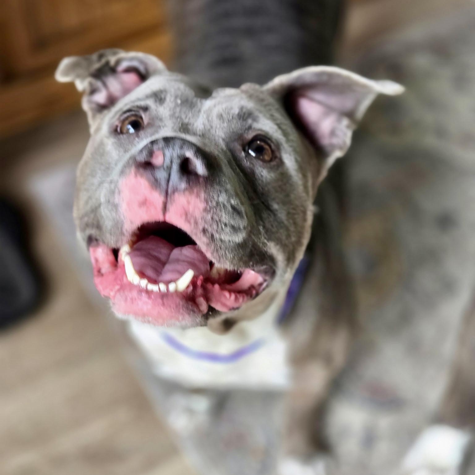 Enlarge BLUEBELLE - local, a ADOPTABLE mixed breed in Warwick, RI image 2/6