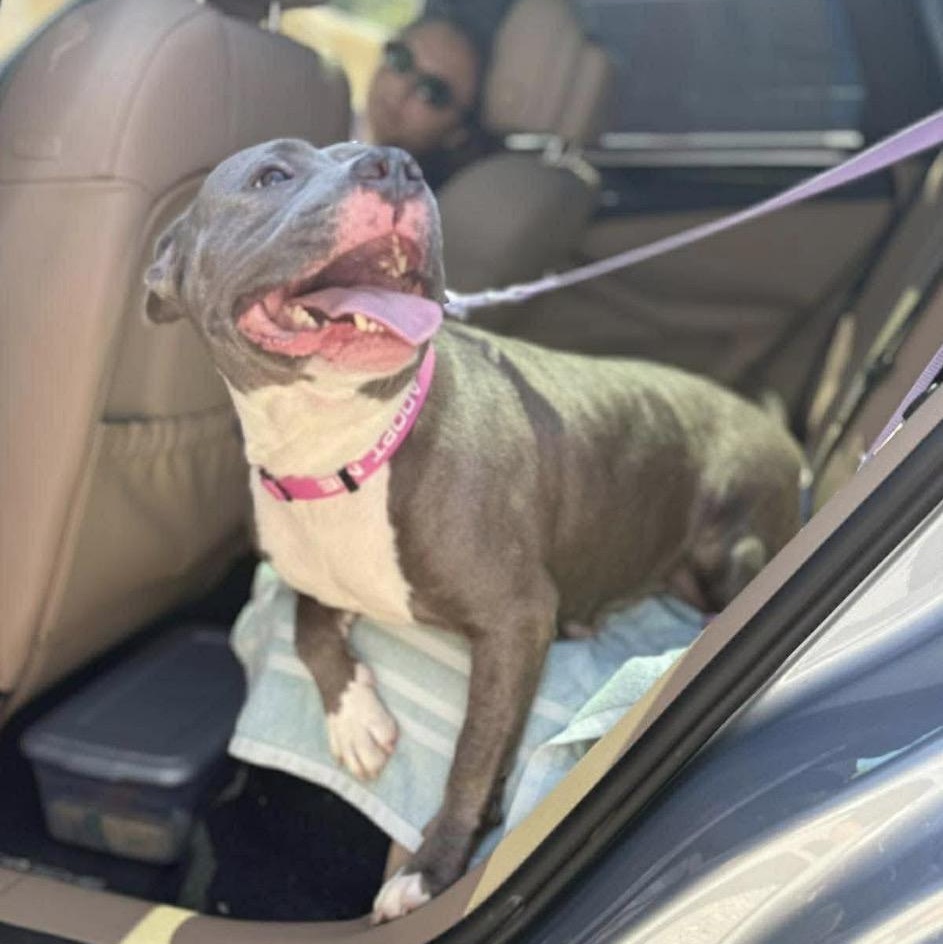 Enlarge BLUEBELLE - local, a ADOPTABLE mixed breed in Warwick, RI image 5/6