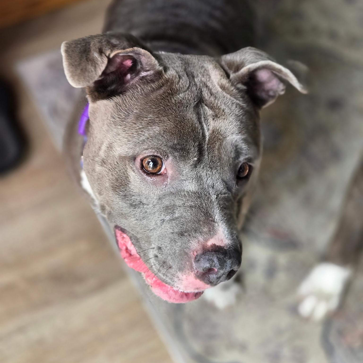 Enlarge BLUEBELLE - local, a ADOPTABLE mixed breed in Warwick, RI image 4/6