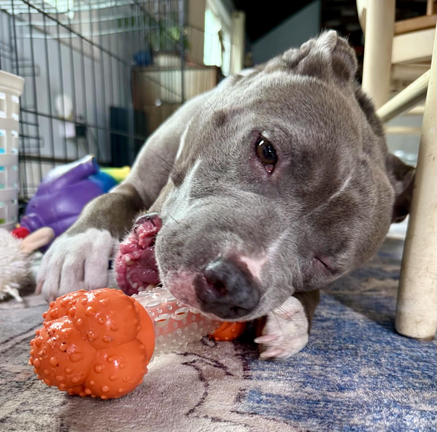 Enlarge BLUEBELLE - local, a ADOPTABLE mixed breed in Warwick, RI image 1/6