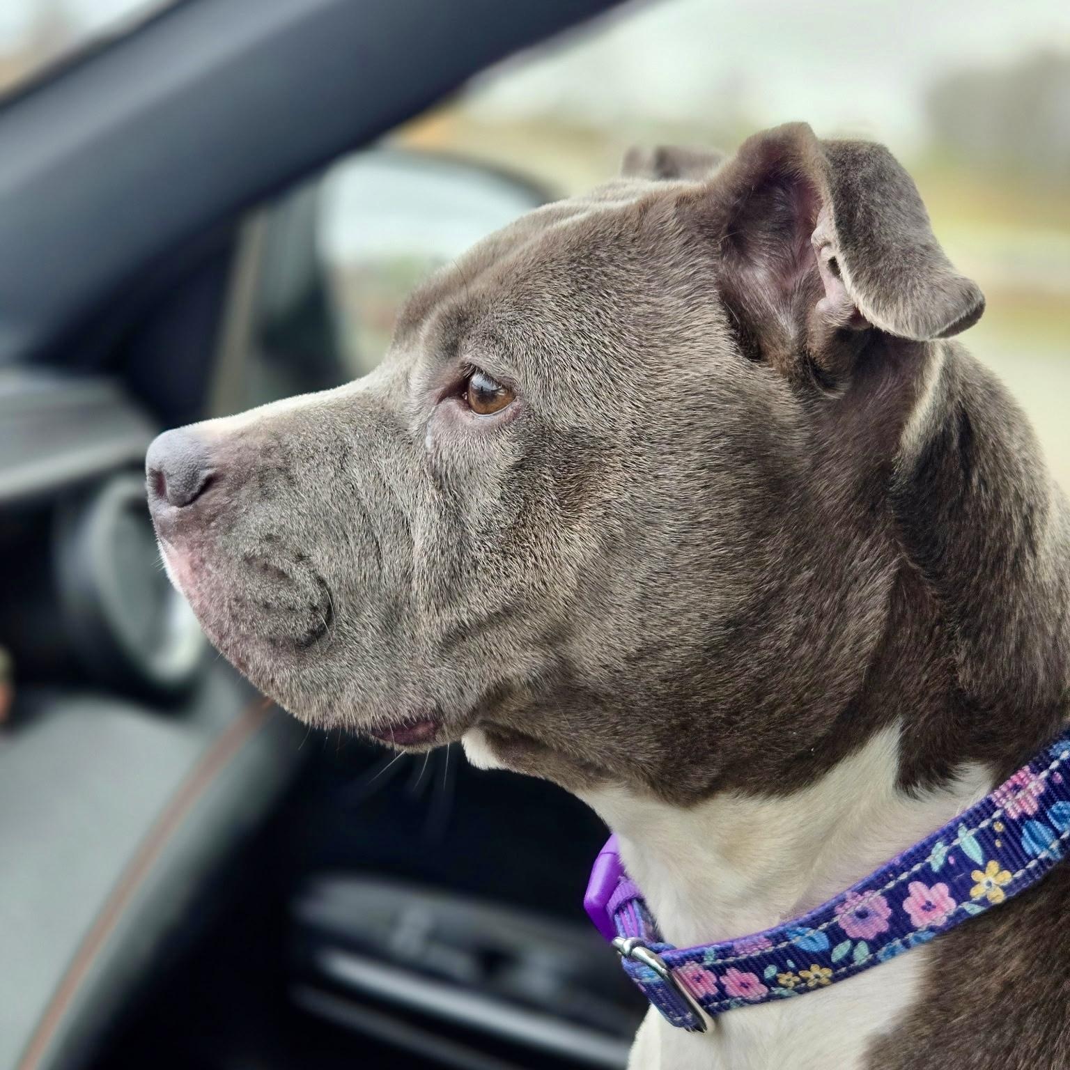 Enlarge BLUEBELLE - local, a ADOPTABLE mixed breed in Warwick, RI image 6/6