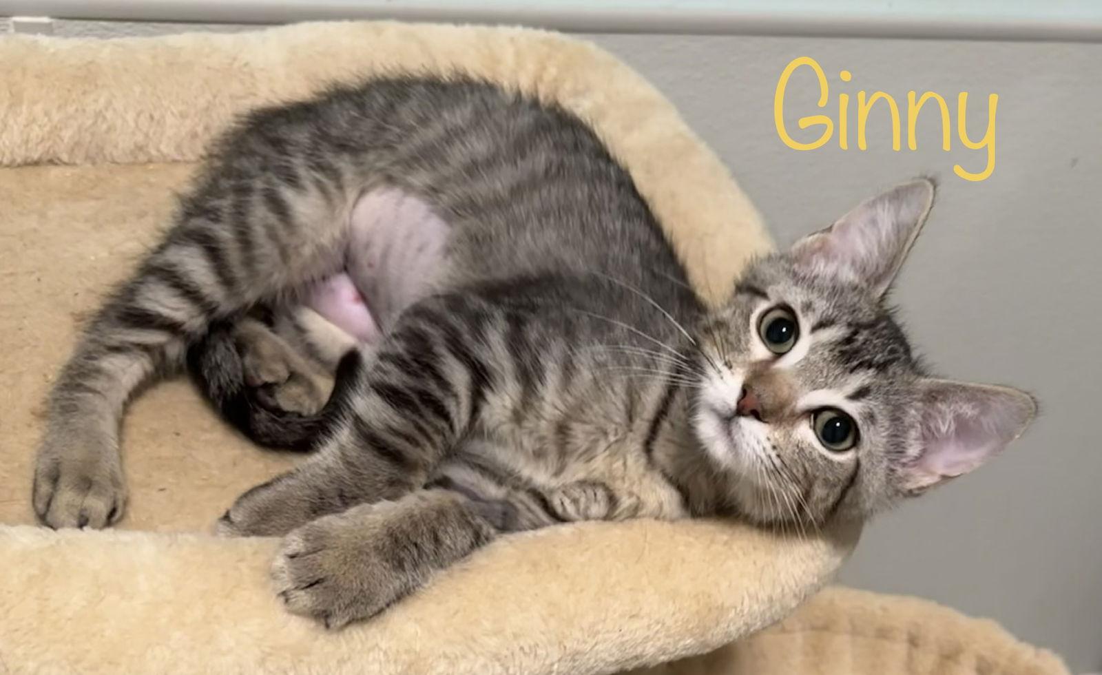 Ginny — thumbnail 3