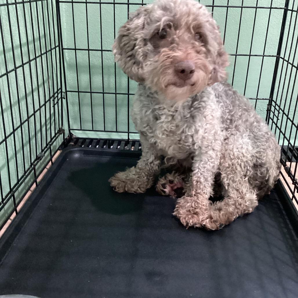 Enlarge Ashly 3921, a Adoptable Cockapoo in LOXAHATCHEE, FL image 1/3