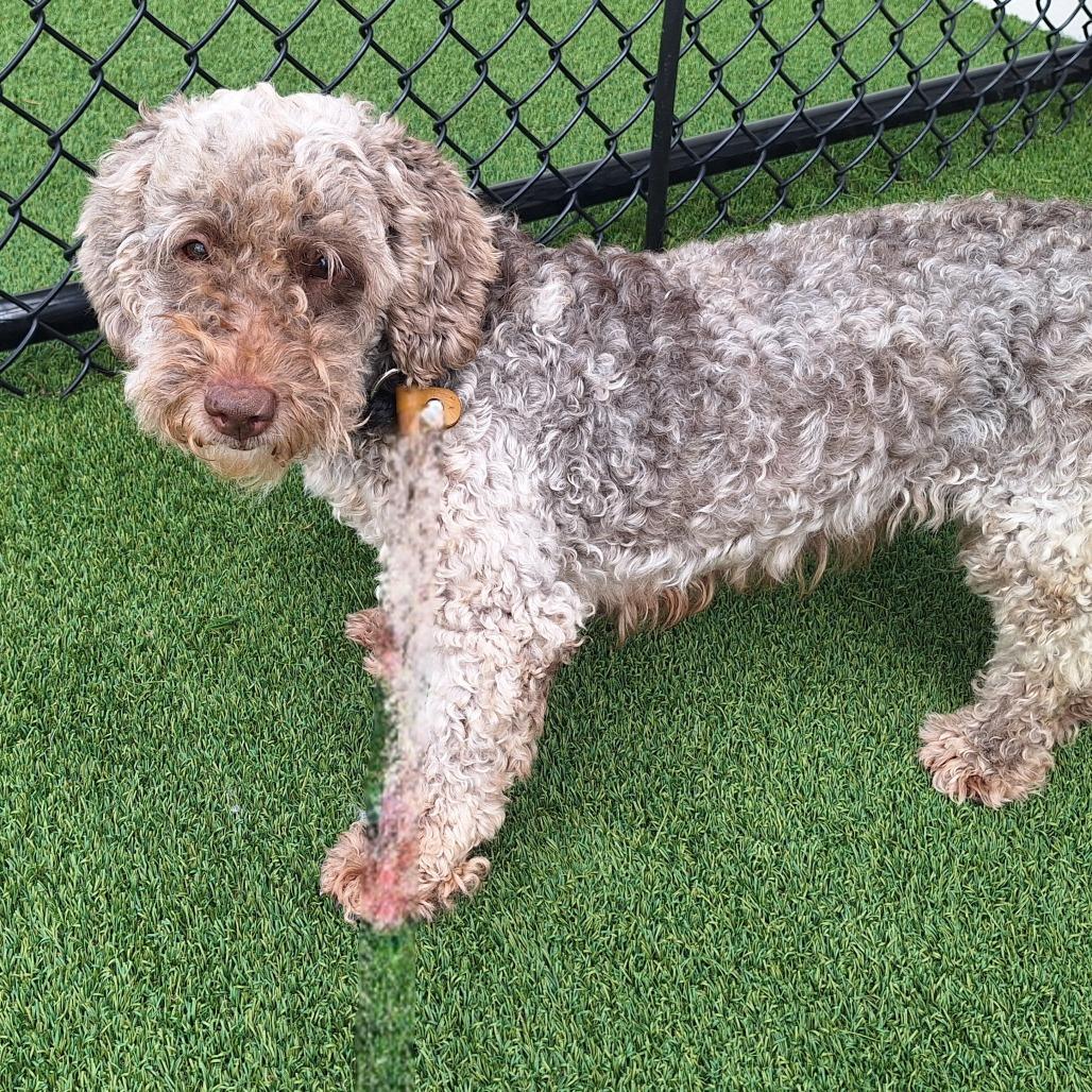 Enlarge Ashly 3921, a Adoptable Cockapoo in LOXAHATCHEE, FL image 2/3