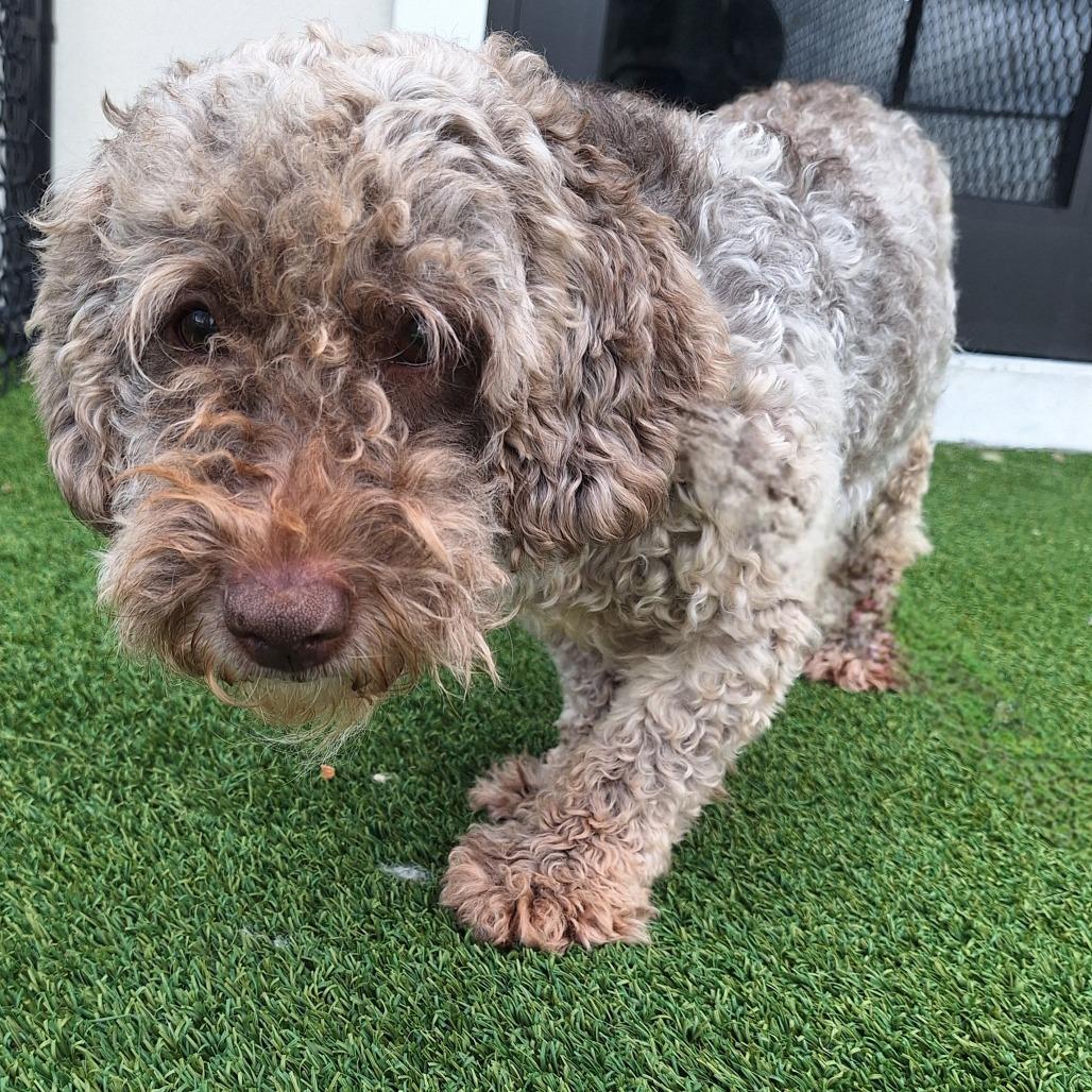 Enlarge Ashly 3921, a Adoptable Cockapoo in LOXAHATCHEE, FL image 3/3
