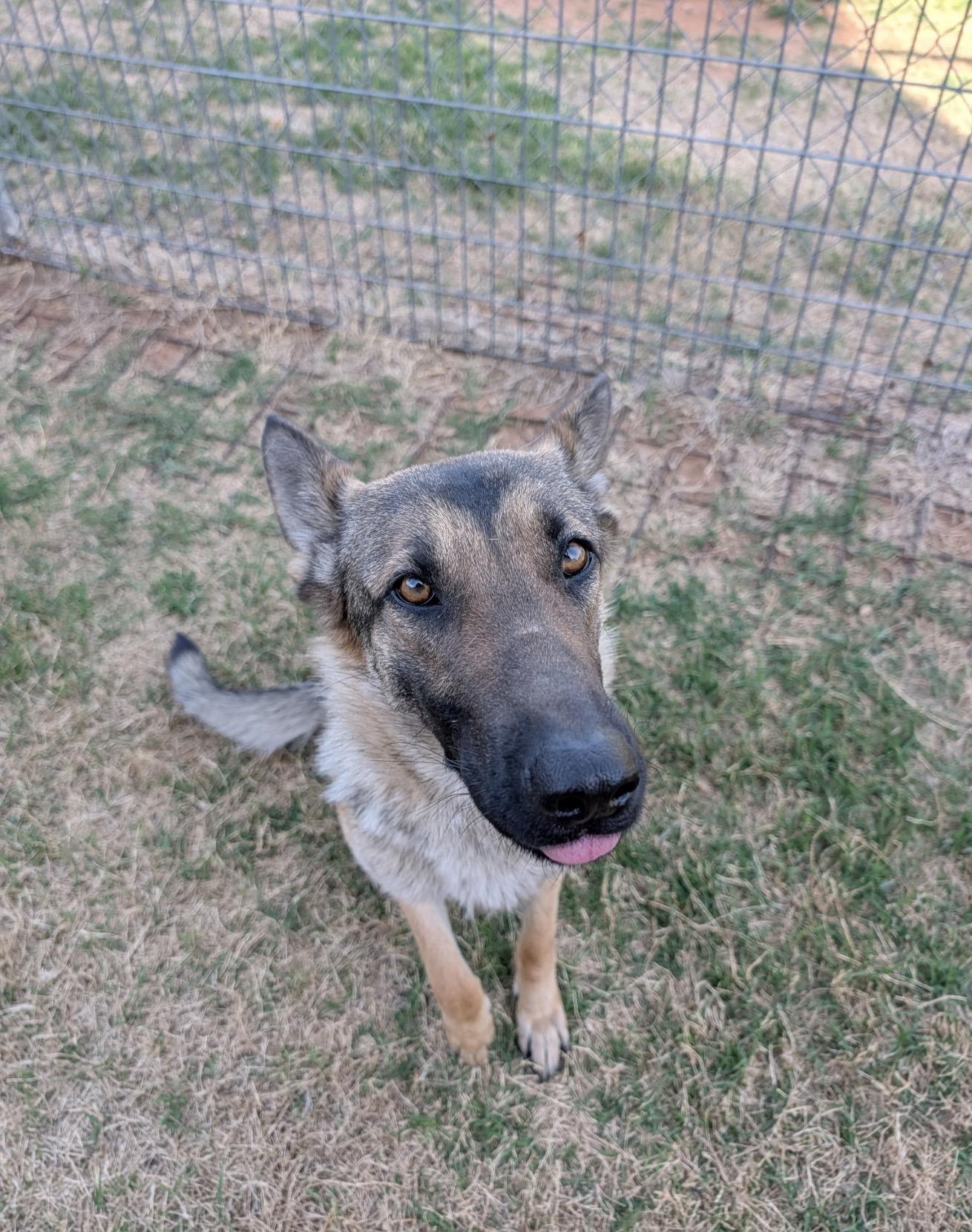Enlarge Maggie, an adopted German Shepherd Dog in Austin, TX image 1/6