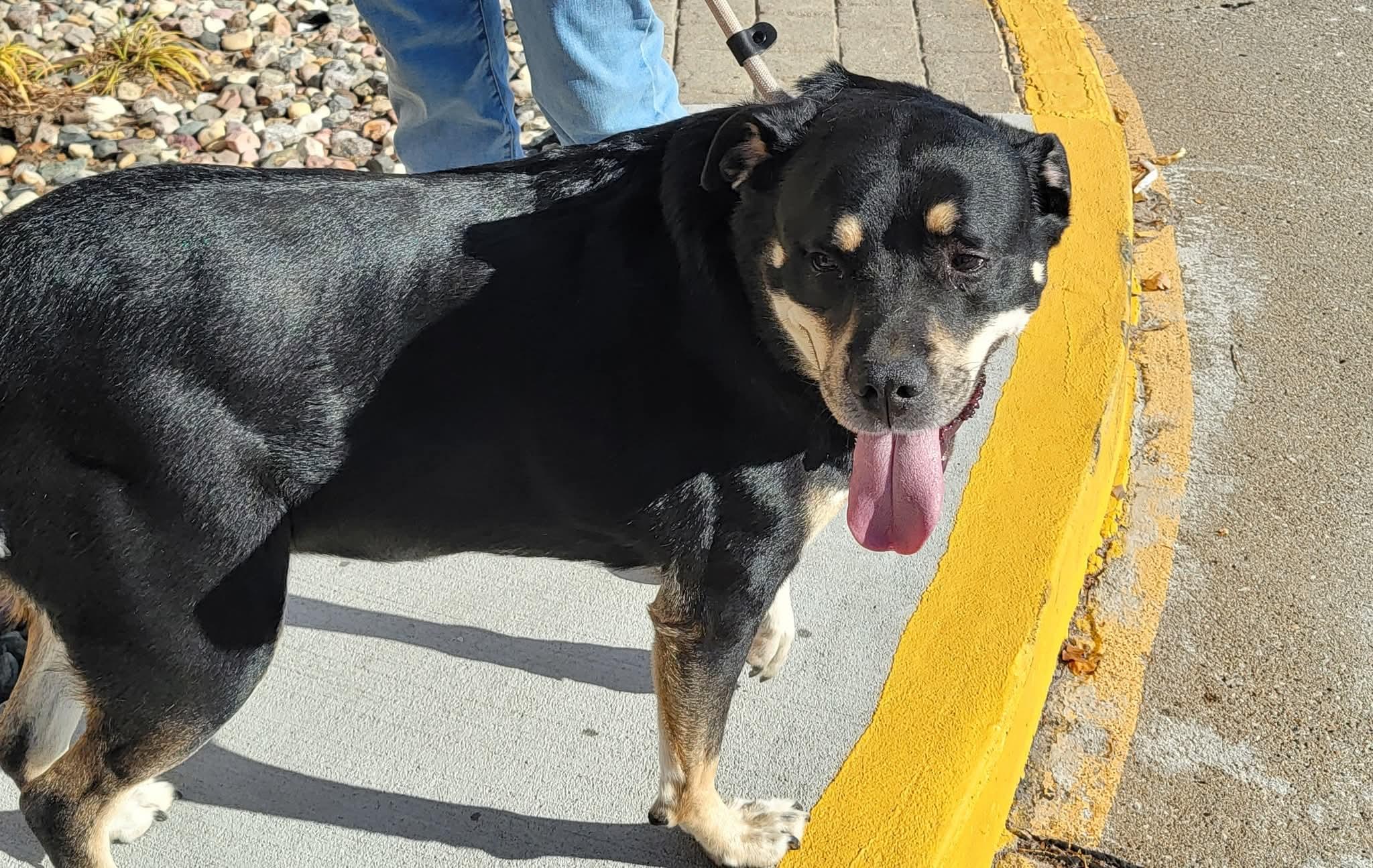 Enlarge Angie, a ADOPTABLE mixed breed in Sioux City, IA image 1/5