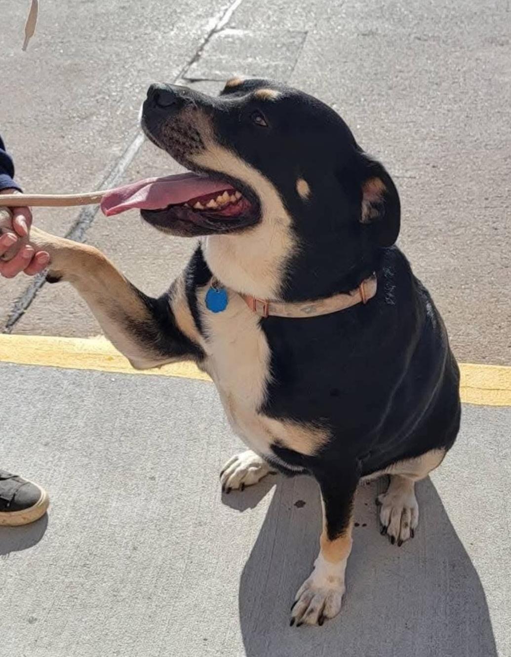 Enlarge Angie, a ADOPTABLE mixed breed in Sioux City, IA image 2/5