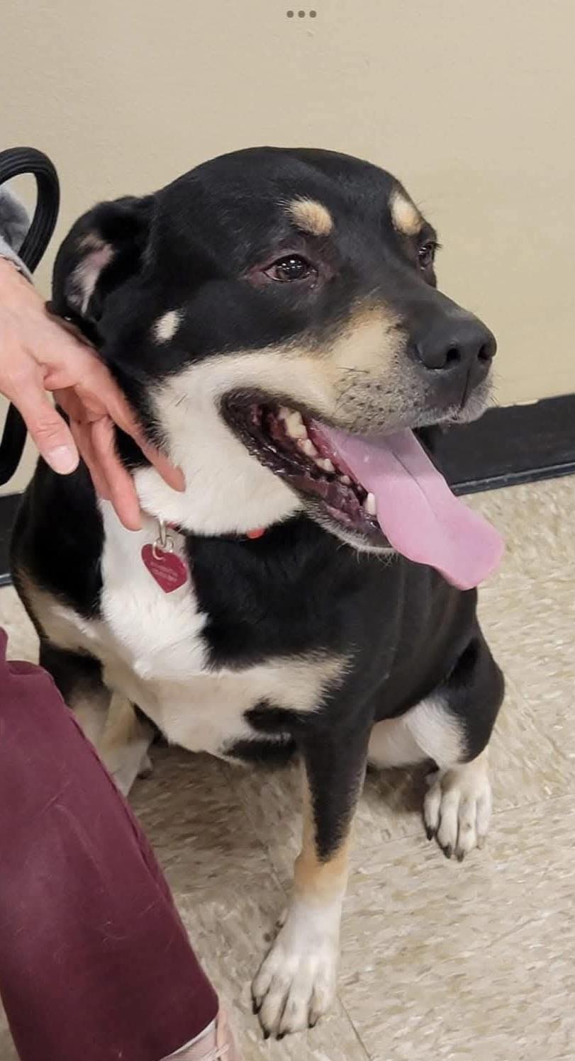 Enlarge Angie, a ADOPTABLE mixed breed in Sioux City, IA image 4/5