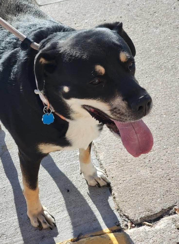 Enlarge Angie, a ADOPTABLE mixed breed in Sioux City, IA image 5/5