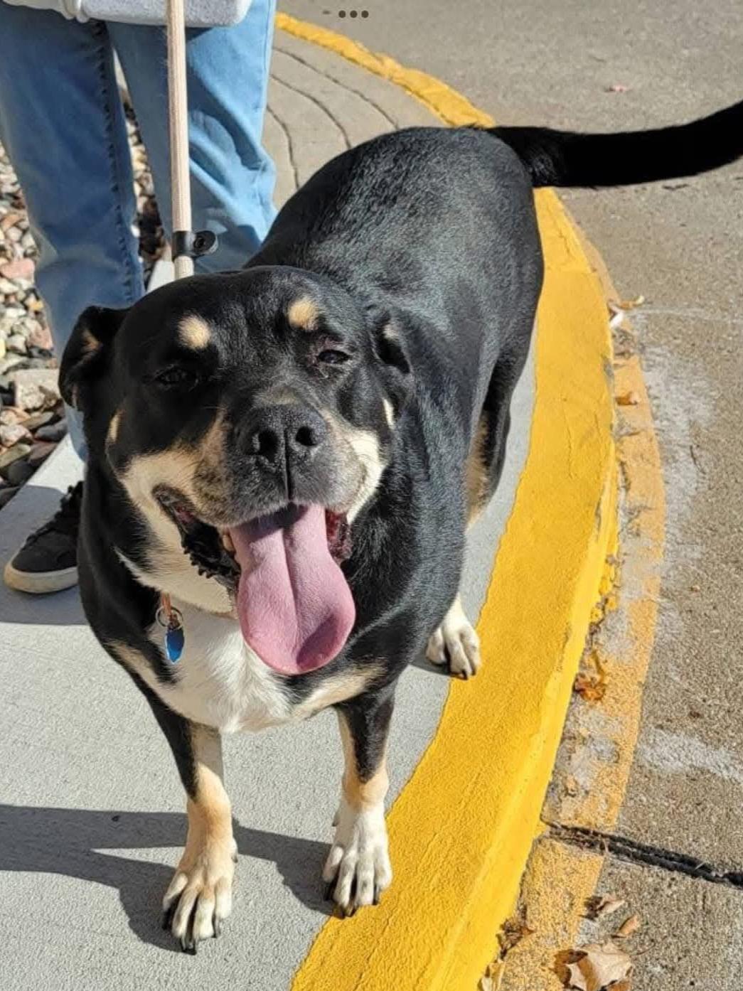 Enlarge Angie, a ADOPTABLE mixed breed in Sioux City, IA image 3/5