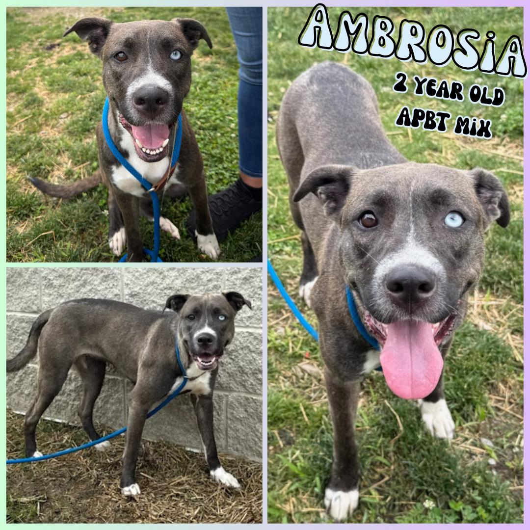 Enlarge Ambrosia, a Adoptable mixed breed in Franklin, IN image 1/1