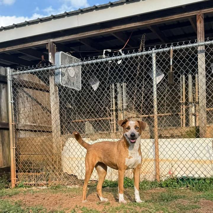 Queen, Adoptable, Adult Female Hound & Mixed Breed.