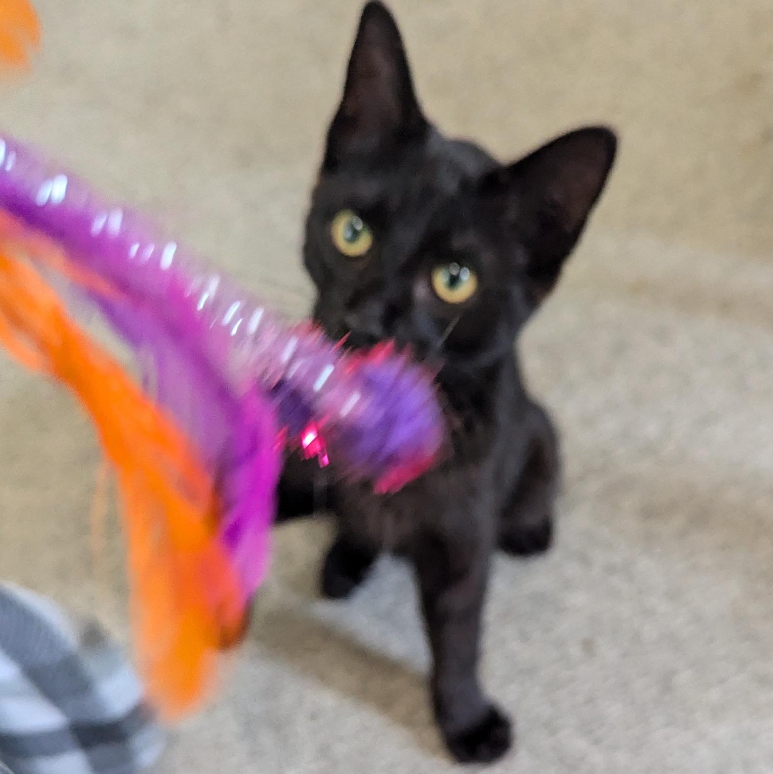 Pumpkin - sweet baby boy, a Adoptable Bombay in New Hudson, MI image 2/6