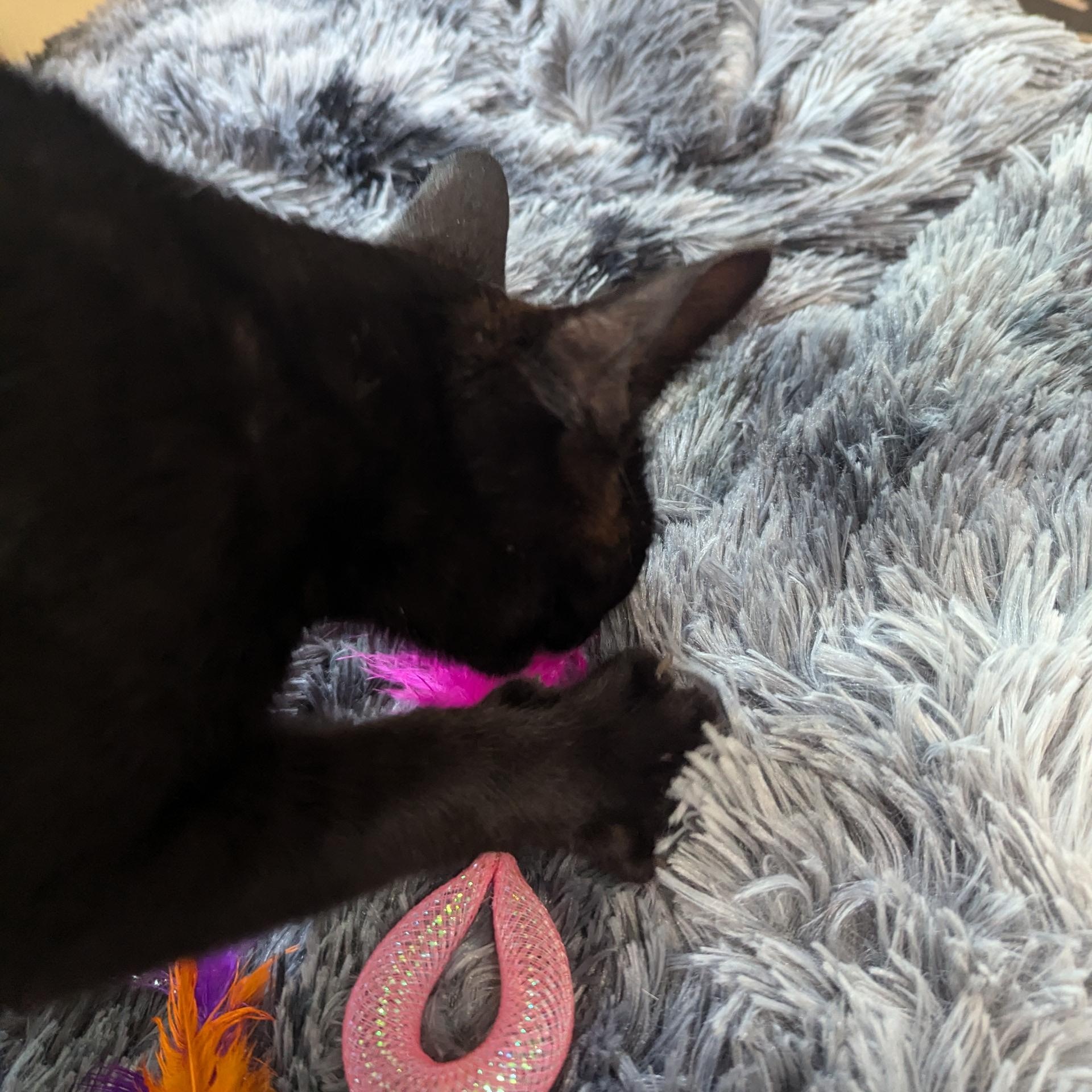 Pumpkin - sweet baby boy, a Adoptable Bombay in New Hudson, MI image 6/6