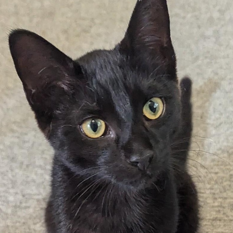 Pumpkin - sweet baby boy, Adoptable, Young Male Bombay.