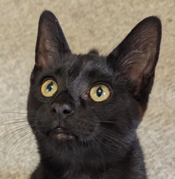 Pumpkin - sweet baby boy, a Adoptable Bombay in New Hudson, MI image 4/6