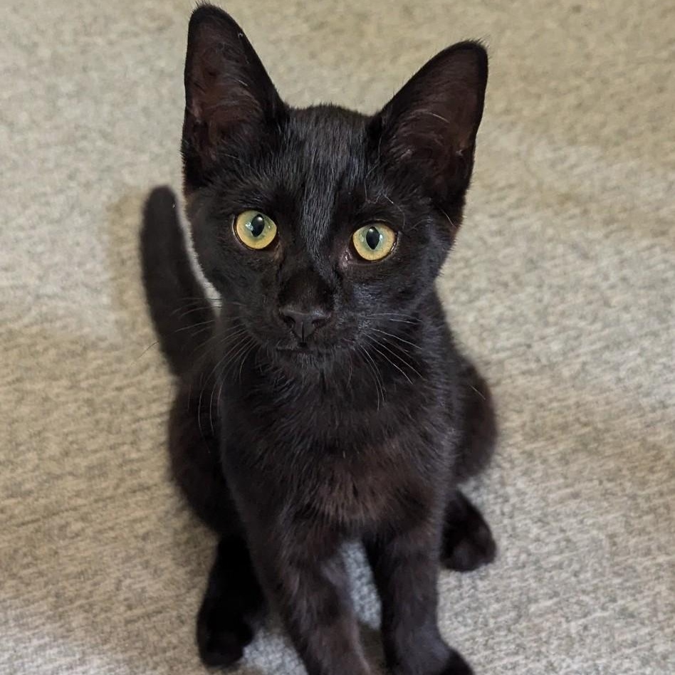 Pumpkin - sweet baby boy, a Adoptable Bombay in New Hudson, MI image 3/6