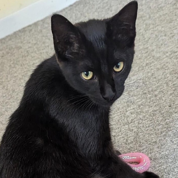 Pumpkin - sweet baby boy, a Adoptable Bombay in New Hudson, MI image 5/6