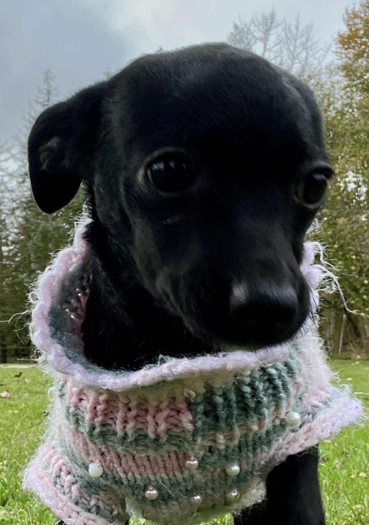 Sally, Adoptable, Young Female Chihuahua & Terrier.