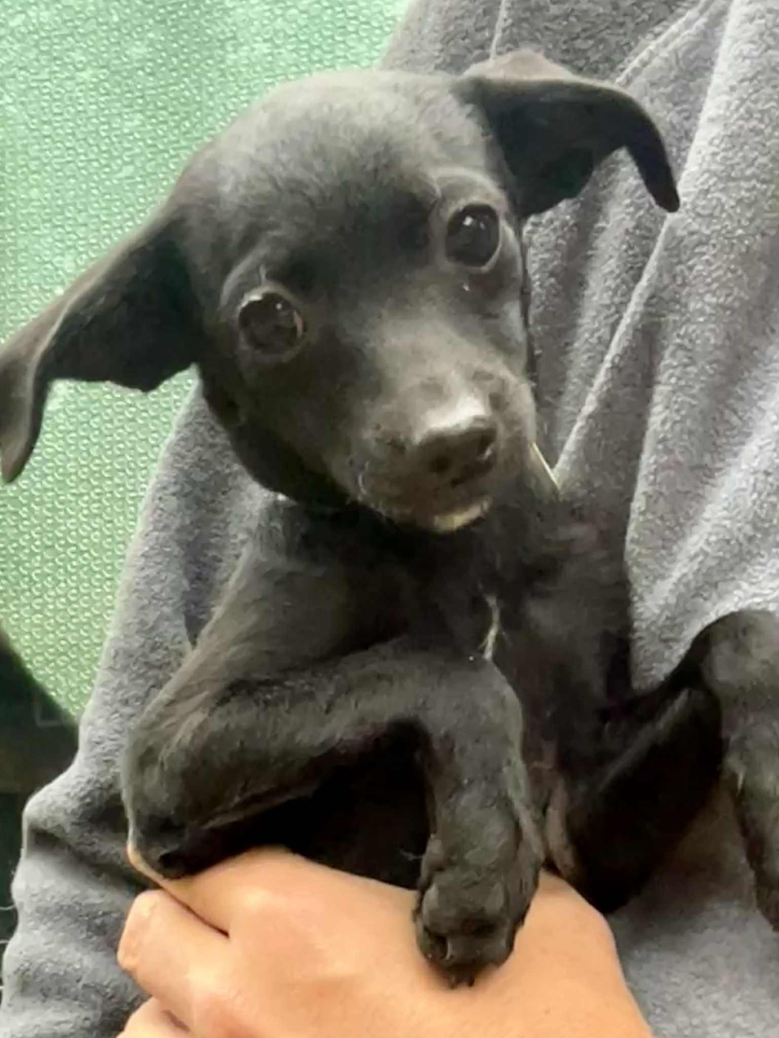 Enlarge Sally, a Adoptable mixed breed in Seattle, WA image 3/4