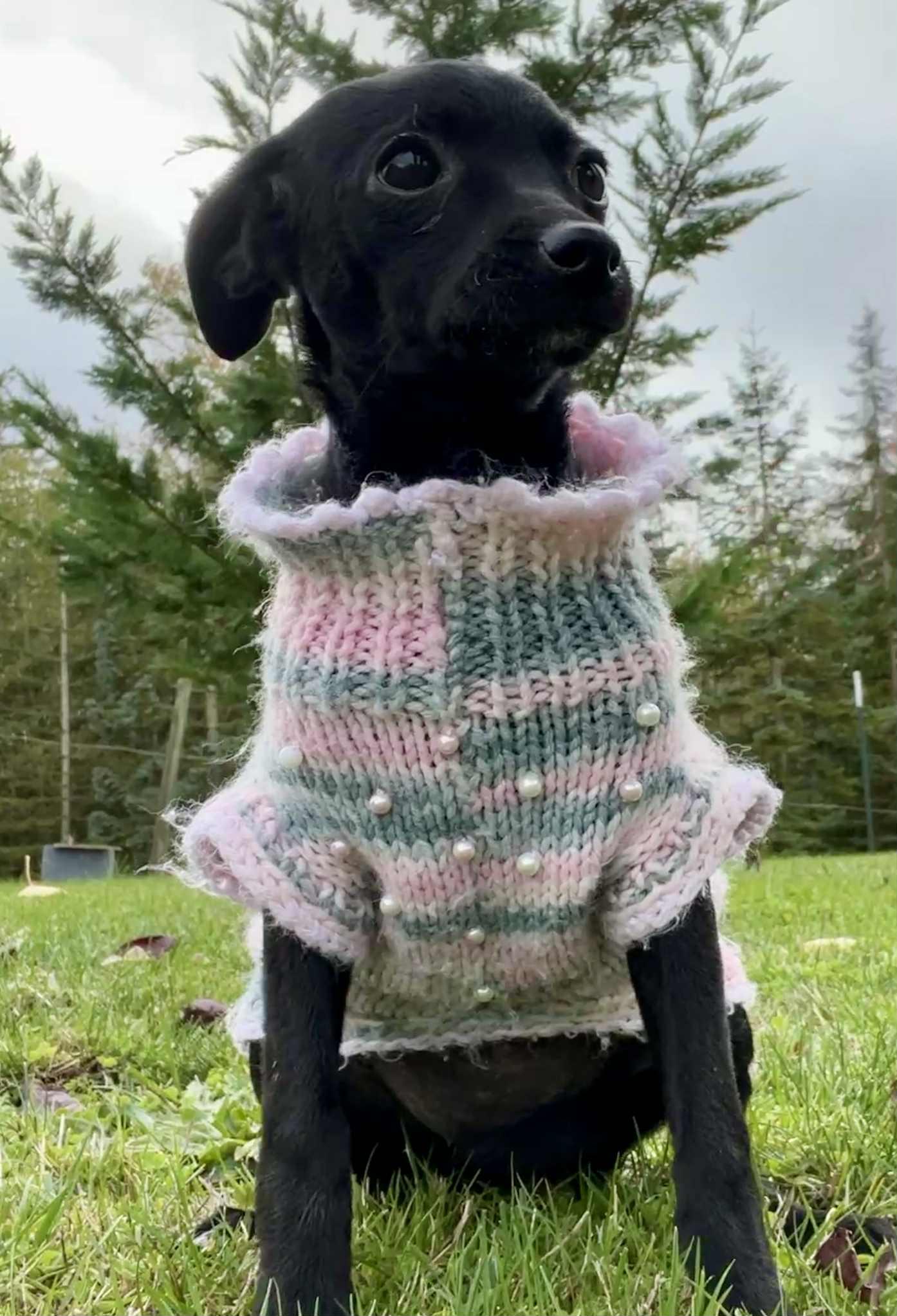 Enlarge Sally, a Adoptable mixed breed in Seattle, WA image 4/4