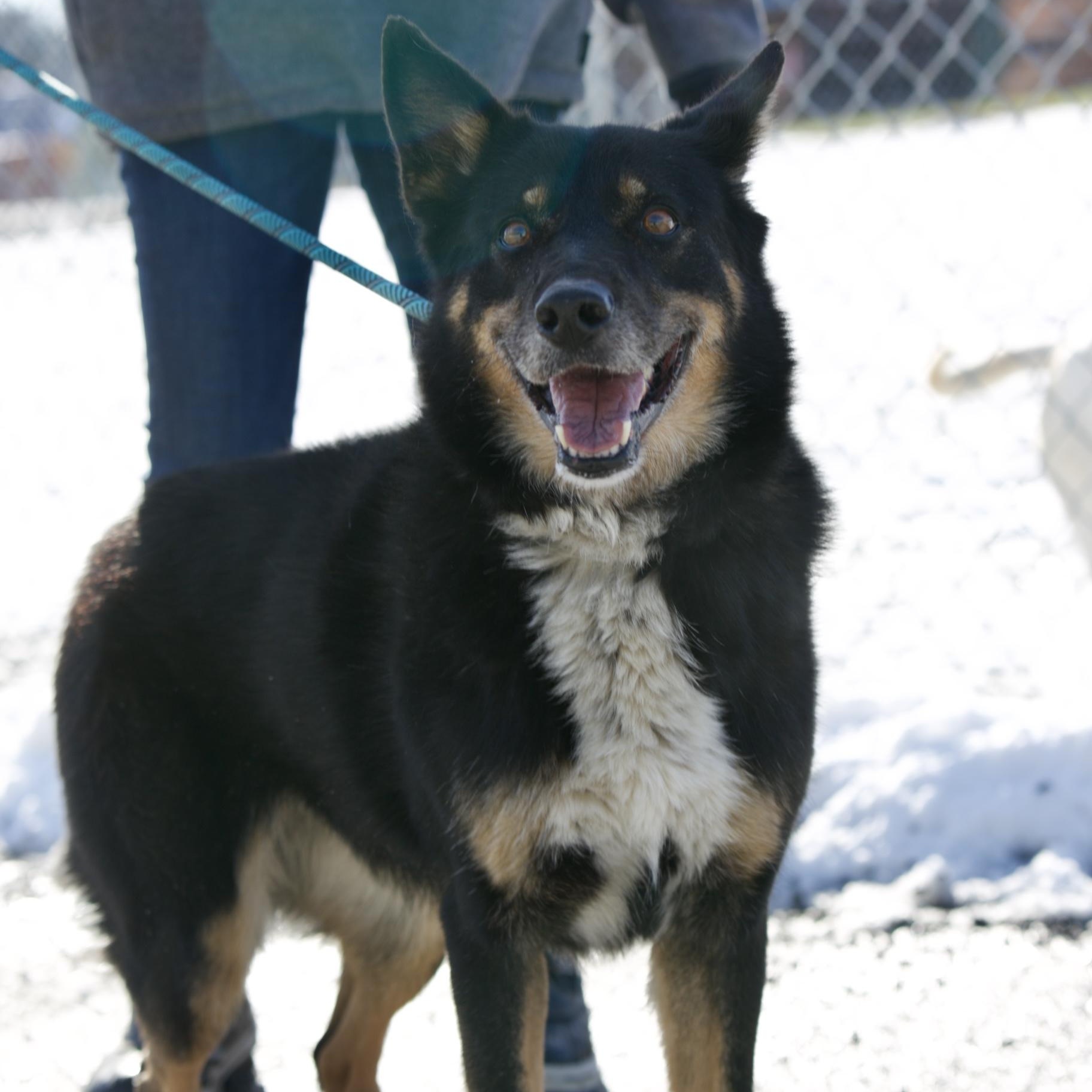 Enlarge Luna, a ADOPTABLE mixed breed in Mount Sterling, KY image 2/2