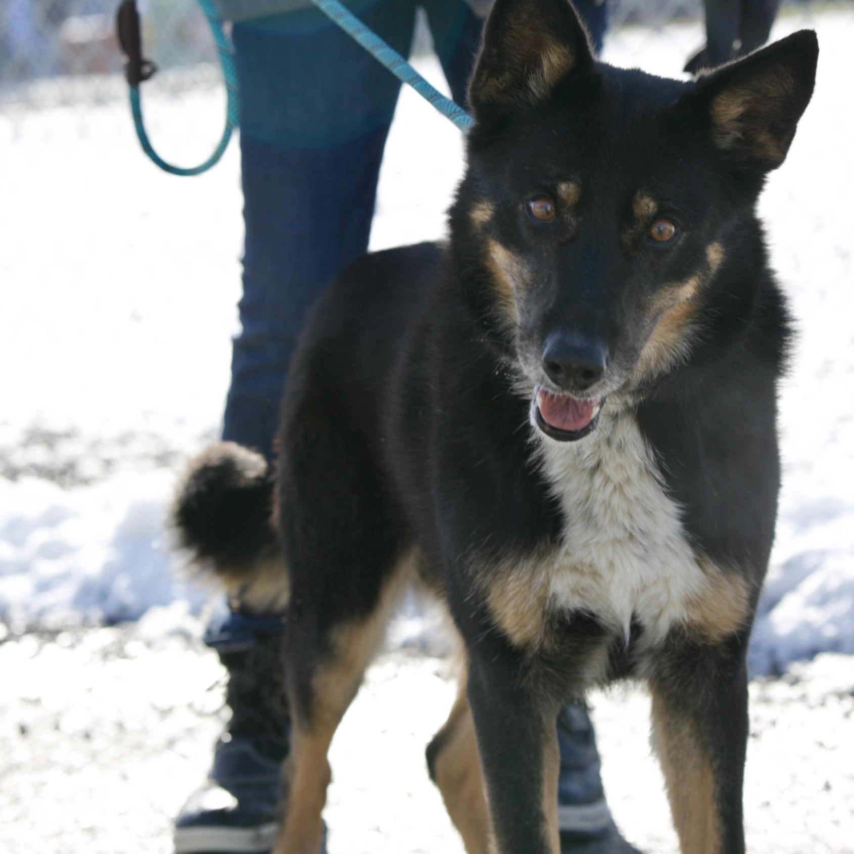 Luna, ADOPTABLE, Adult Female German Shepherd Dog & Husky.