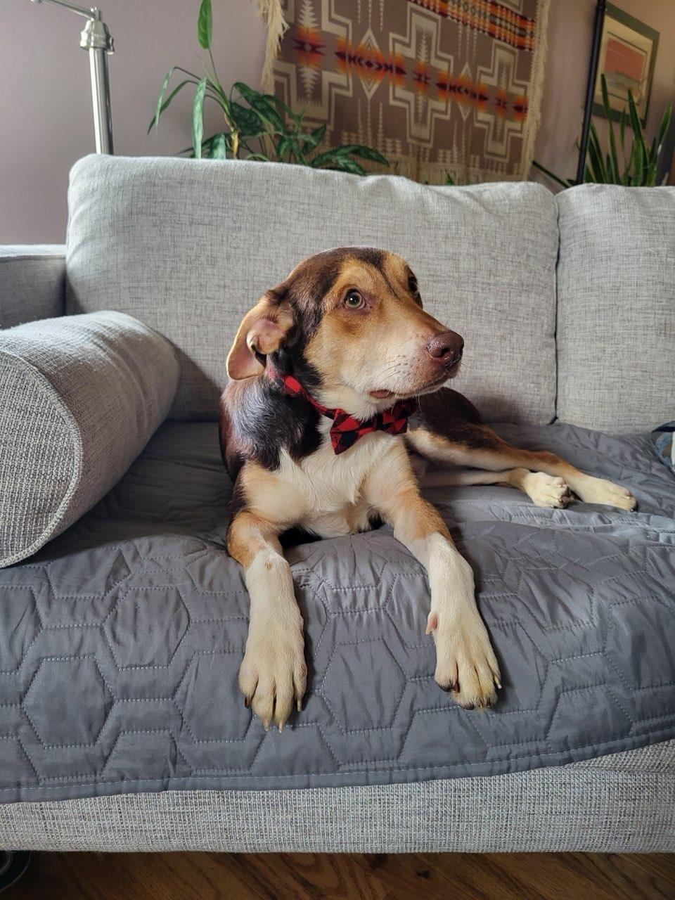 Enlarge Hank, a Adopted mixed breed in Maryville, TN image 4/6