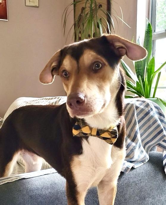 Hank, Adopted, Young Male Beagle & Hound.