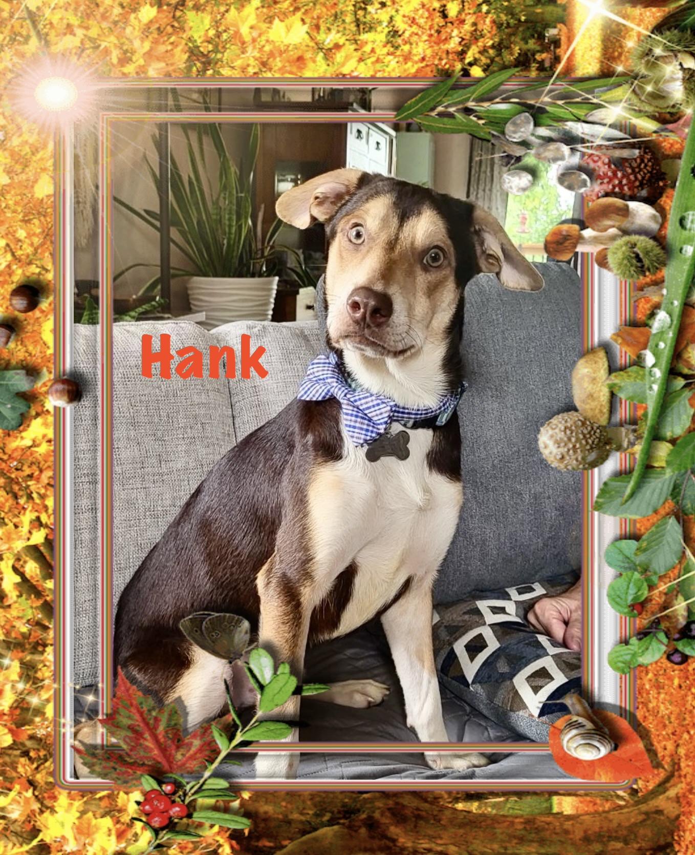 Enlarge Hank, a Adopted mixed breed in Maryville, TN image 2/6