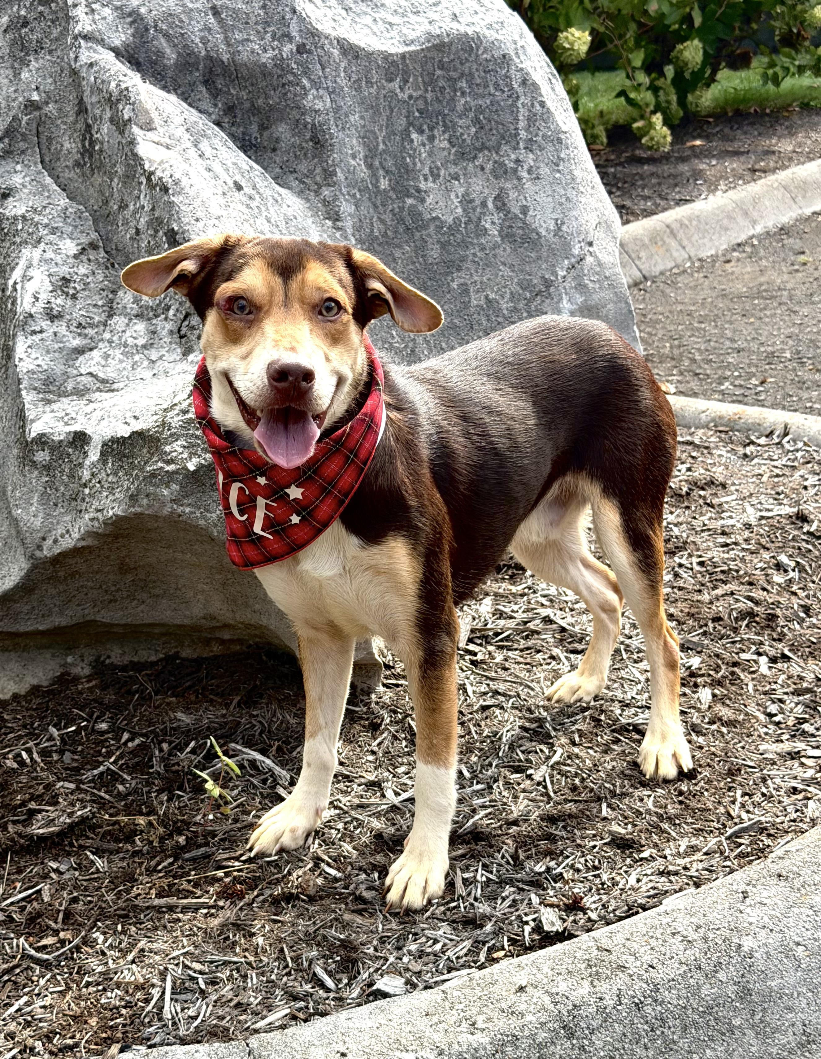 Enlarge Hank, a Adopted mixed breed in Maryville, TN image 6/6